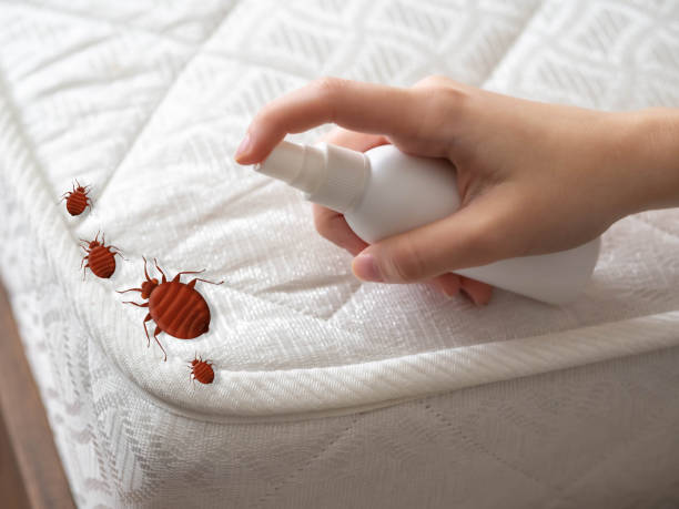 Best Pest Removal Services  in Carpendale, WV